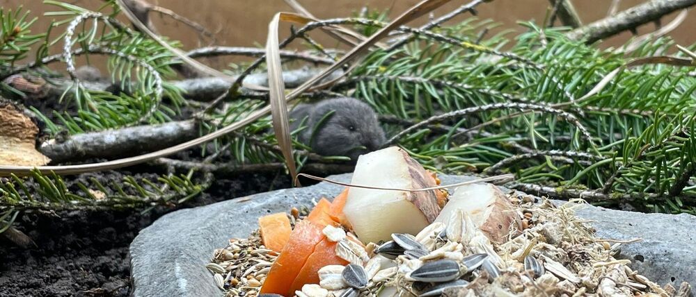 Die Geburt des Jungtiers feiert der Tierpark als Zuchterfolg. 