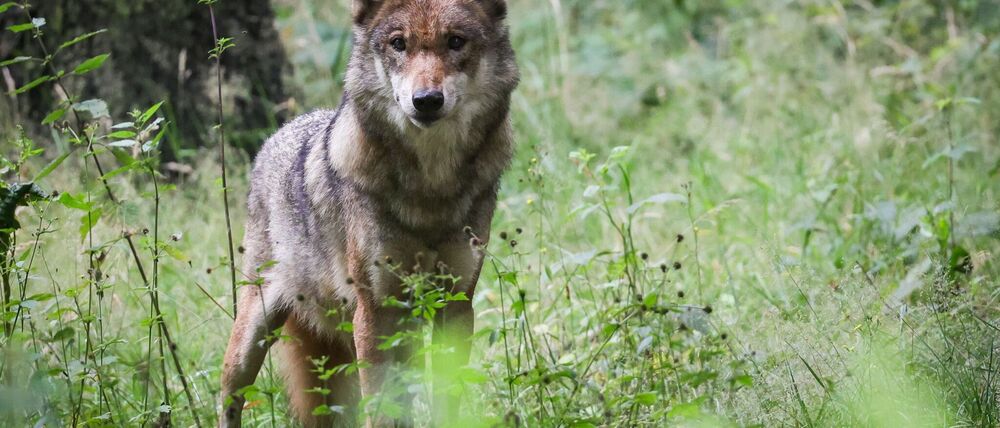 Nach der vorläufigen Statistik wurden in diesem Jahr 35 Wölfe in Brandenburg im Straßenverkehr getötet. Am Wochenende kam ein Unfall mit einem toten Wolf dazu. (Symbolbild)