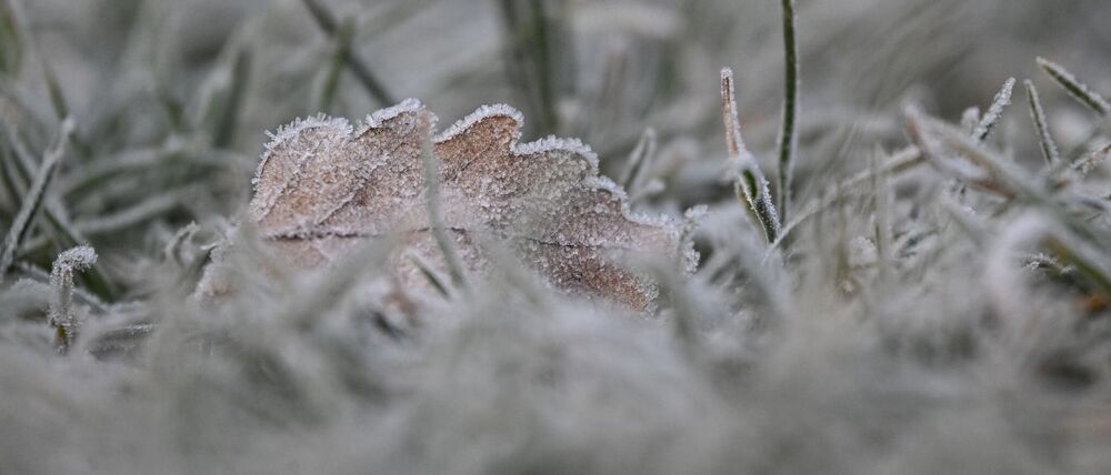 Vielerorts bleibt es schneefrei an Weihnachten - aber es kann Reif geben.