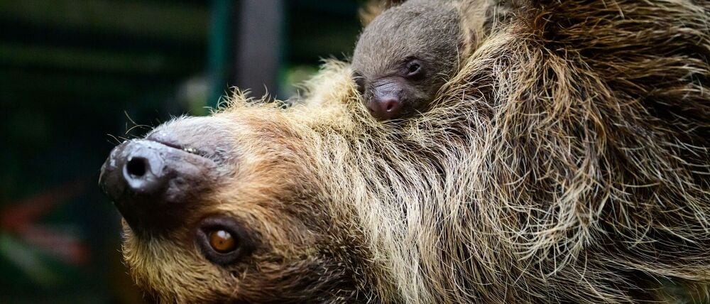 Die Faultiermama hatte schon im vergangenen Jahr ein Junges zur Welt gebracht.