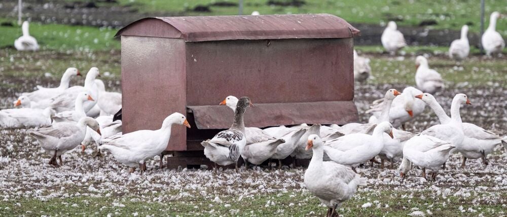 Vor allem Enten, Puten, Gänse und Masthühner mussten gekeult werden. (Archivbild)