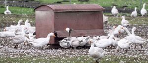 Vor allem Enten, Puten, Gänse und Masthühner mussten gekeult werden. (Archivbild)