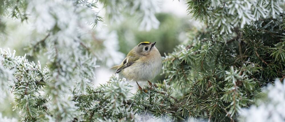 Frostig - aber wenig Aussicht auf Schnee. 
