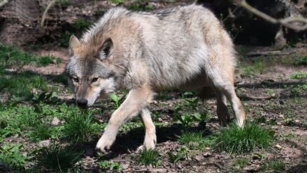ARCHIV - 27.03.2025, Baden-Württemberg, Cleebronn: Ein Europäischer Wolf (Canis lupus lupus) geht in einem Gehege im Wildparadies Tripsdrill. (