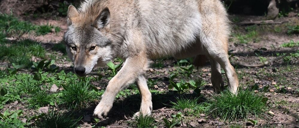 ARCHIV - 27.03.2025, Baden-Württemberg, Cleebronn: Ein Europäischer Wolf (Canis lupus lupus) geht in einem Gehege im Wildparadies Tripsdrill. (