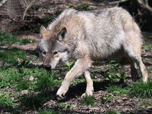 ARCHIV - 27.03.2025, Baden-Württemberg, Cleebronn: Ein Europäischer Wolf (Canis lupus lupus) geht in einem Gehege im Wildparadies Tripsdrill. (