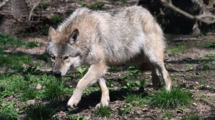Wie geht es weiter mit dem Wolf in Brandenburg? Für die Landesregierung ist schon mal klar: Er wird ins Jagdrecht aufgenommen. (Symbolbild) 