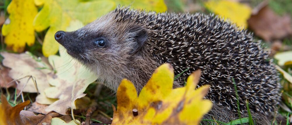 Schon Frühling? Weil es so warm war, wurden manche Winterschläfer vorzeitig wach. (Symbolbild)