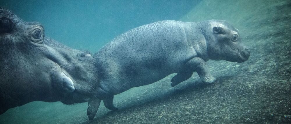 Berliner Zoo und Tierpark haben auch an den Feiertagen geöffnet. (Archivbild)