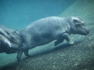 Berliner Zoo und Tierpark haben auch an den Feiertagen geöffnet. (Archivbild)