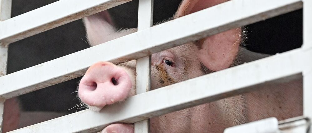 Kann Brandenburg nach dem Aus des größten Schweineschlachthofs in Perleberg neue Kapazitäten aufbauen? Dies sei auch für den Krisenfall aufgrund von Tierseuchen wichtig, sagt Agrarministerin Mittelstädt. (Symbolbild)