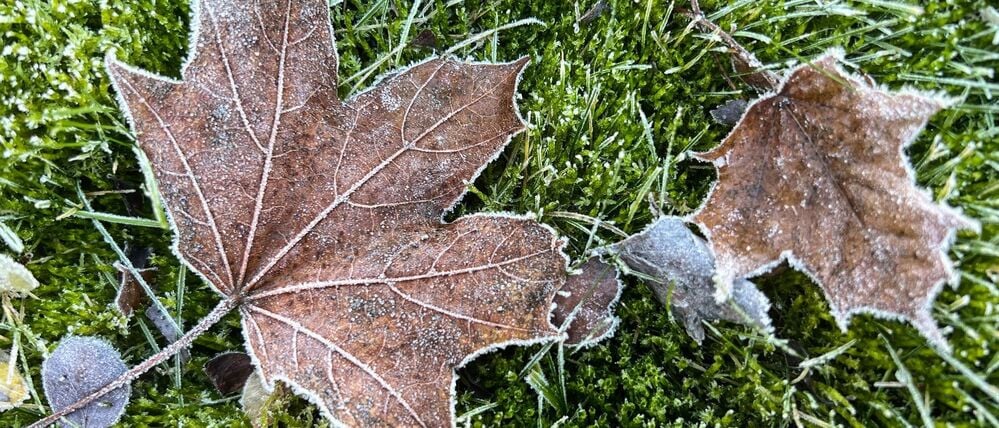 Weiße Weihnachten gab es in Berlin und Brandenburg nicht - aber zum Jahresende hin ist nach der bisherigen Prognose etwas Schnee möglich. 