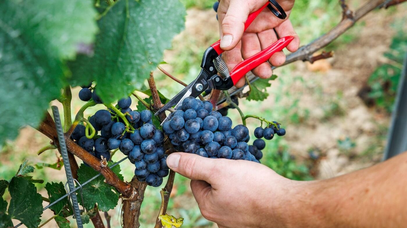 Landwirtschaft-Verband-Deutscher-Weinanbau-steckt-in-historischer-Krise-