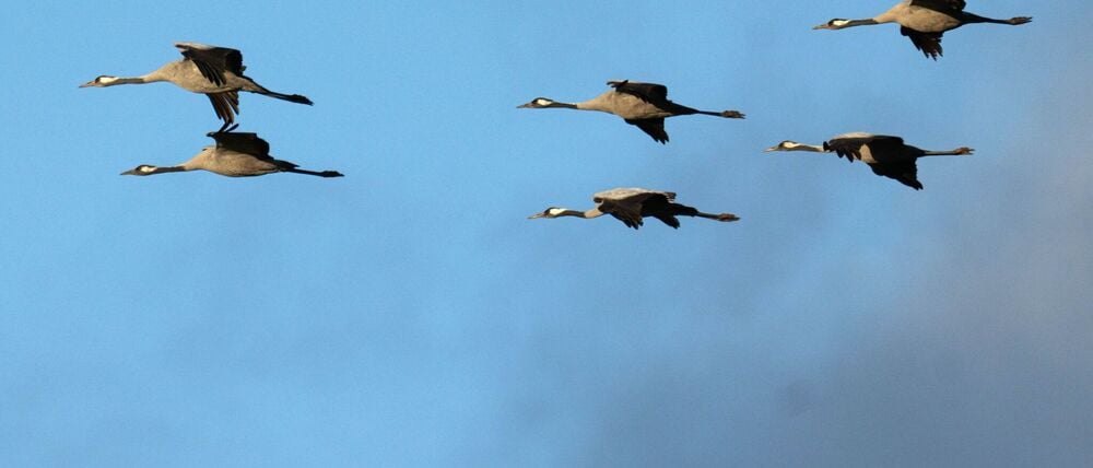 Winterflucht: Tausende Kraniche sind erst jetzt gen Süden losgezogen. (Symbolbild)