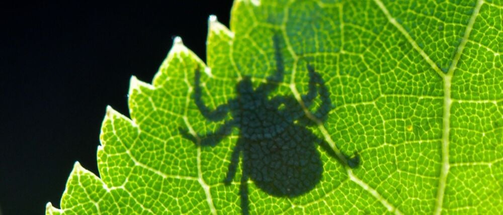 In Deutschland ist nicht jede Zecke mit Borrelien befallen (Symbolbild).