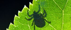 In Deutschland ist nicht jede Zecke mit Borrelien befallen (Symbolbild).