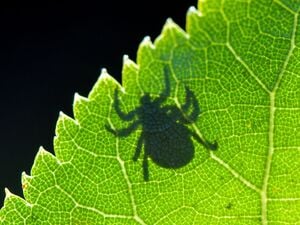 In Deutschland ist nicht jede Zecke mit Borrelien befallen (Symbolbild).