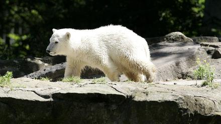 Knut