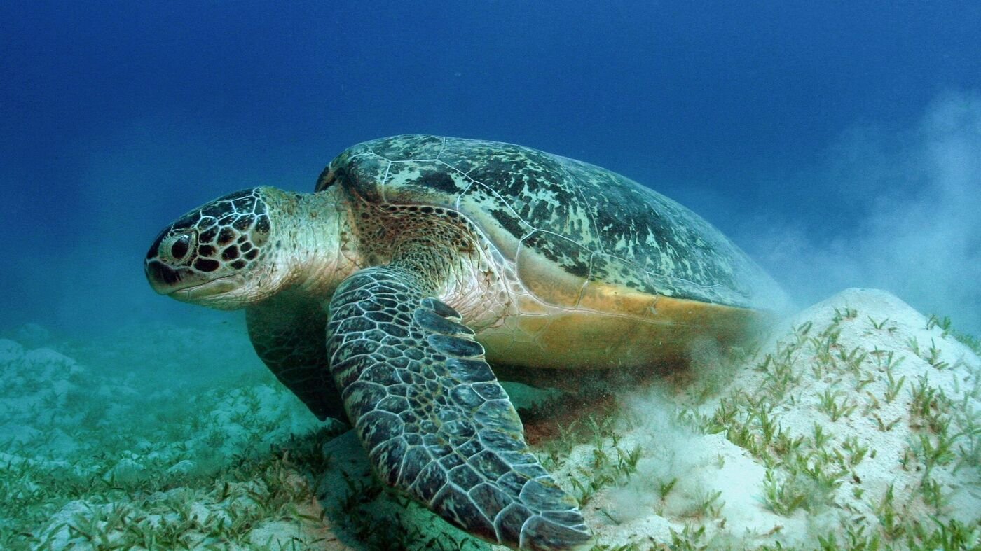 WWF-Bilanz-WWF-Gewinner-und-Verlierer-im-Tierreich-2025