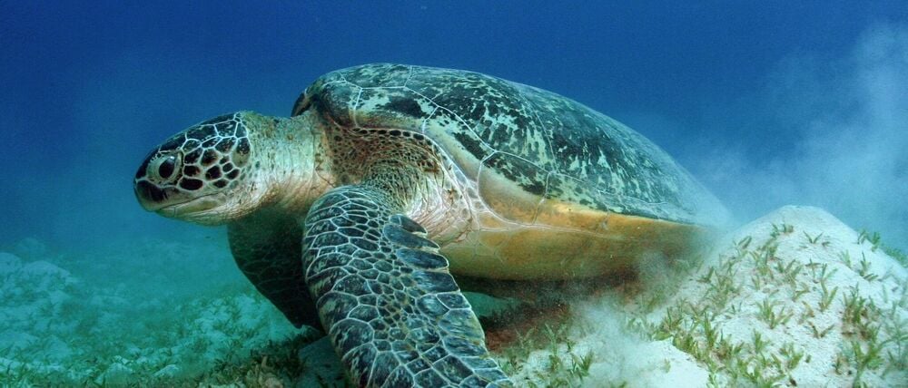 Auch die Grünen Meeresschildkröten gehören WWF zufolge zu den Gewinnern des Jahres.