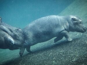 Hat erst sei ein paar Wochen einen Namen: Der kleine Hippo-Bulle Willi Wackelöhrchen. (Archivbild)