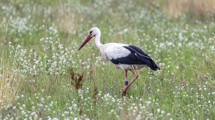 In Brandenburg brüten jedes Jahr zahlreiche Weißstörche – doch jetzt herrscht wegen der Vogelgrippe Besorgnis, dass weniger Vögel aus Spanien zurückkehren. (Archivbild) 