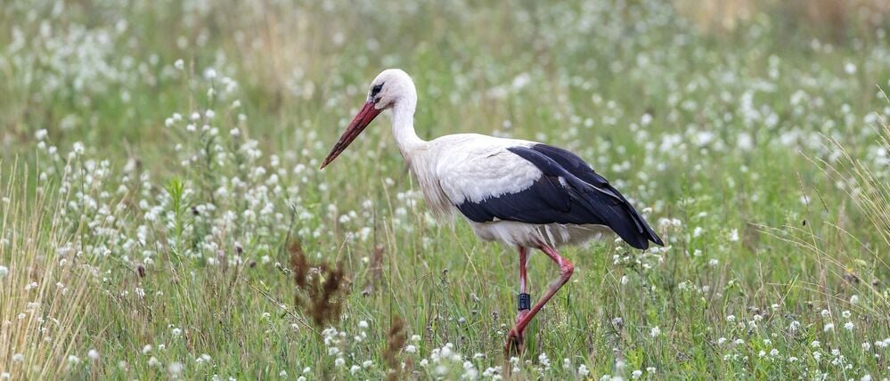 In Brandenburg brüten jedes Jahr zahlreiche Weißstörche – doch jetzt herrscht wegen der Vogelgrippe Besorgnis, dass weniger Vögel aus Spanien zurückkehren. (Archivbild)
