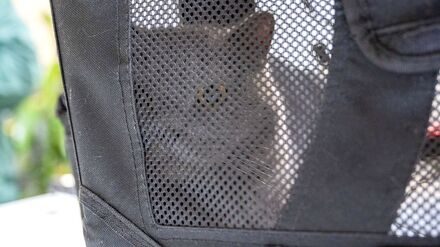 Das Tierheim Berlin hat zahlreiche Haustiere aufgenommen.