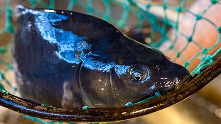 Der Karpfen ist in Brandenburg ein beliebter Speisefisch. (Archivbild)