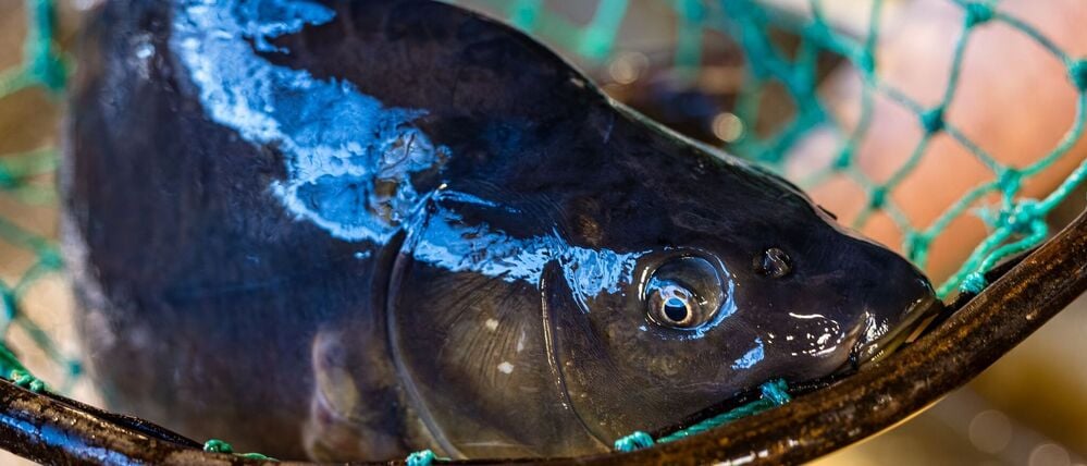 Der Karpfen ist in Brandenburg ein beliebter Speisefisch. (Archivbild)