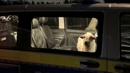 Die Polizei sperrt das entlaufene Schaf in den Streifenwagen.