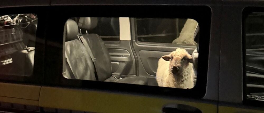 Die Polizei sperrt das entlaufene Schaf in den Streifenwagen.