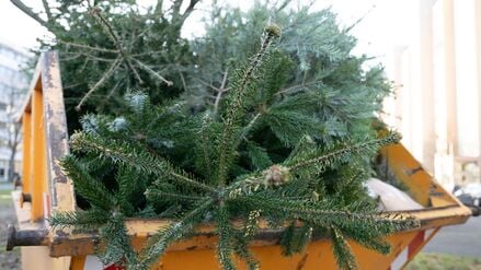 Die Potsdamer Stadtentsorgung holt alte Weihnachtsbäume ab.
