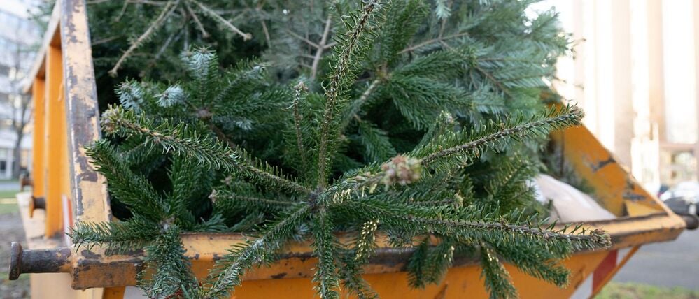 Die Potsdamer Stadtentsorgung holt alte Weihnachtsbäume ab.