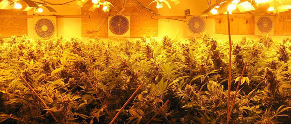 Cannabis