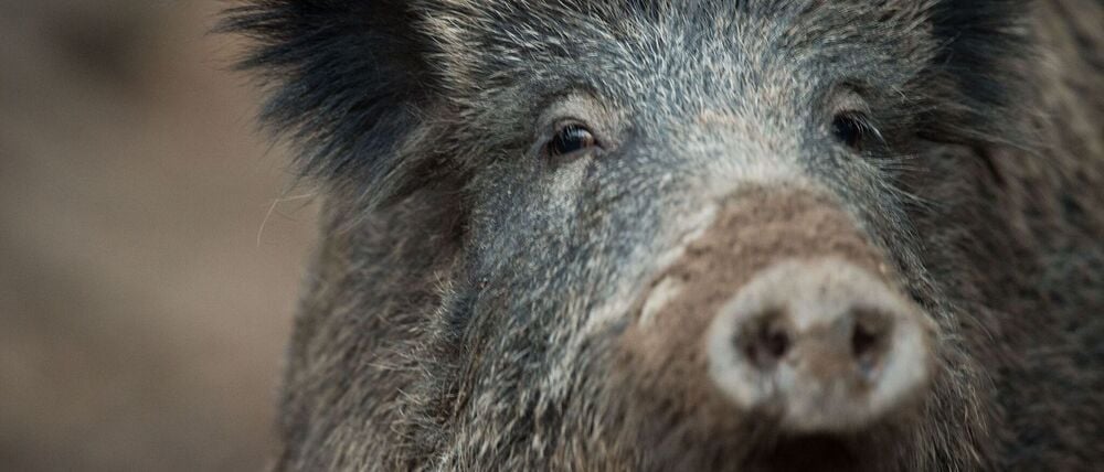 In Swimmingpools halten sich Wildschweine eher selten auf. (Symbolbild)