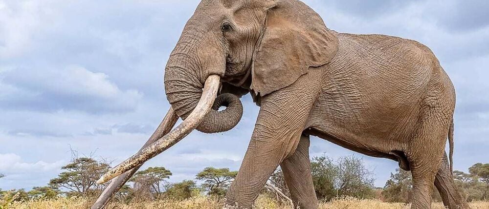 Craigs Stoßzähne waren über weite Entfernungen in den Savannen und Feuchtgebieten sichtbar. (Archivbild)