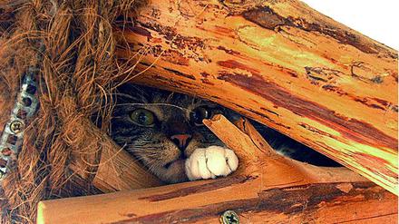 Katze