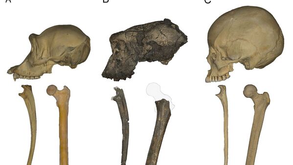 Schädelknochen, Unterarmknochen und Oberschenkelknochen - (li nach re)  Schimpanse, Sahelanthropus tchadensis, moderner Mensch (Homo sapiens). 