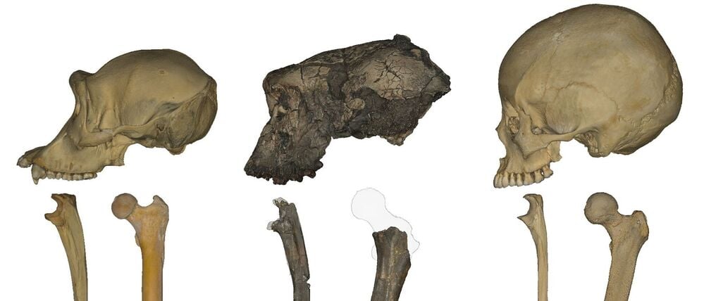 Schädelknochen, Unterarmknochen und Oberschenkelknochen - (li nach re)  Schimpanse, Sahelanthropus tchadensis, moderner Mensch (Homo sapiens). 