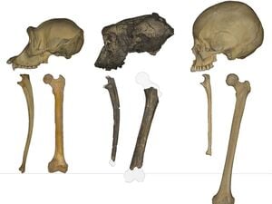 Schädelknochen, Unterarmknochen und Oberschenkelknochen - (li nach re)  Schimpanse, Sahelanthropus tchadensis, moderner Mensch (Homo sapiens). 