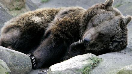 Bär