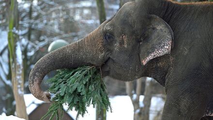 Wie in jedem Jahr werden im Januar die Bäume, die nicht das heimische Wohnzimmer geschmückt haben, im Berliner Zoo an die Tiere verfüttert. 