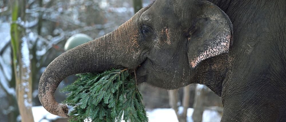 Wie in jedem Jahr werden im Januar die Bäume, die nicht das heimische Wohnzimmer geschmückt haben, im Berliner Zoo an die Tiere verfüttert. 