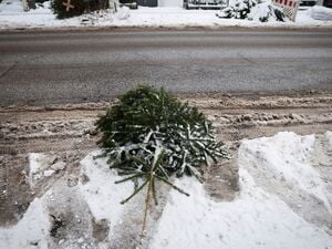 Mitarbeiter der Stadtreinigung Hamburg sammeln Weihnachtsbäume ein (Symbolbild).