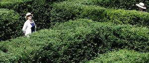 Irrgarten