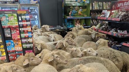 Schafe im Supermarkt - gekauft haben sie nichts.