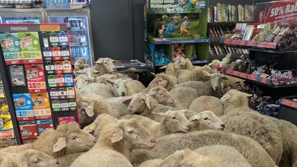 Schafe im Supermarkt - gekauft haben sie nichts.