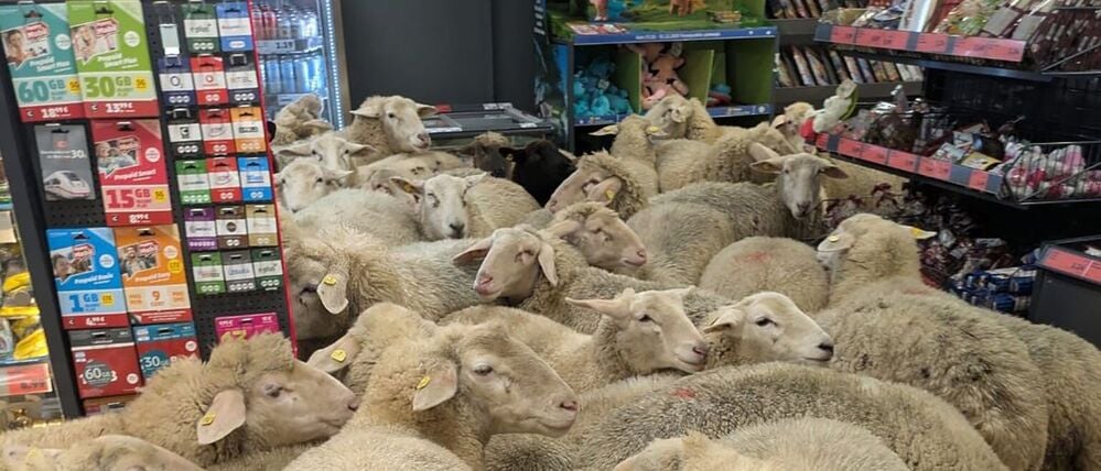 Schafe im Supermarkt - gekauft haben sie nichts.