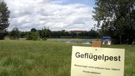 Vogelgrippe